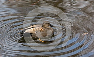 Male Gadwall duck