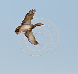 Male Gadwall duck in flight