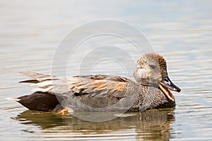 Male Gadwall Duck