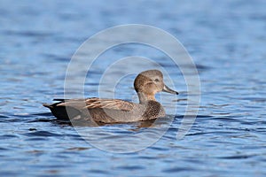 Male Gadwall duck swimming on a blue lake