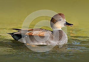 Male Gadwall Duck Swimming in the Water