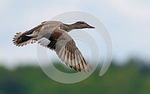 Male gadwall flies over green background with clear speculum on the wings