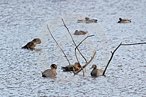 Male gadwall or Mareca strepera syn. Anas strepera afloat