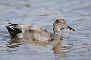 Male Gadwall swimming in a lake - San Diego, California