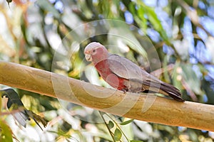 Male Galah pink gray bird, Rose-breasted Cockatoo Cockie perch