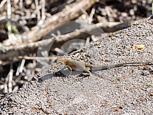 The male Galapagos lava lizard, Microlophus albemarlensis, is endemic to the Galapagos island. Santa Cruz, Galapagos, Ecuador