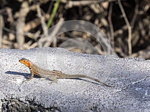 The male Galapagos lava lizard, Microlophus albemarlensis, is endemic to the Galapagos island. Santa Cruz, Galapagos, Ecuador