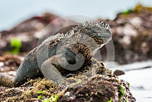 A male of Galapagos Marine Iguana