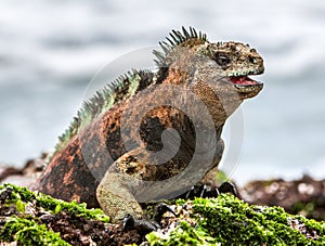 A male of Galapagos Marine Iguana