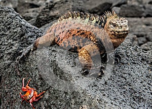 A male of Galapagos Marine Iguana resting on lava rocks