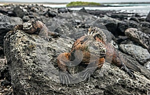A male of Galapagos Marine Iguana resting on lava rocks Amblyrhynchus cristatus. photo