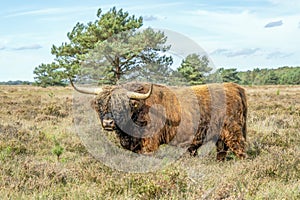 A male Galloway cattle gives me a curious look from this heathland near Putten, Netherlands
