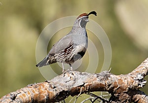 Male Gambel Quail Bird