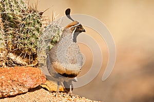 Male Gambel's Quail