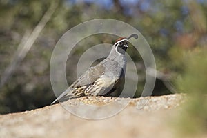 Male Gambel's Quail