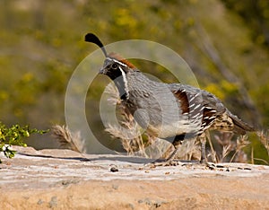 Male Gambel's Quail photo