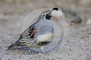 Male Gambel`s Quail