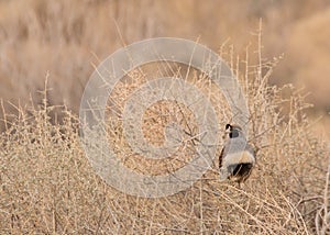 Male Gambel`s quail watching over his territory