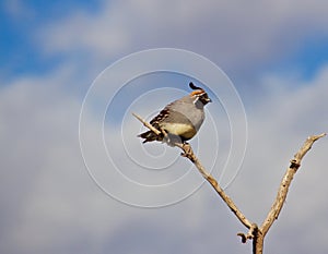 Male Gambles Quail Sitting on a Branch in the Wind