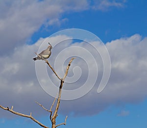 Male Gambles Quail Sitting on a Branch in the Wind