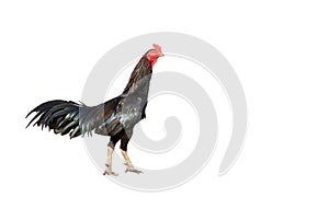 Male gamecock