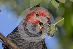 Male Gang Gang Cockatoo