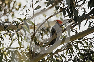 Male Gang Gang Cockatoo sitting in gum tree with leaves and branches in the background at Dalgety, NSW, Australia