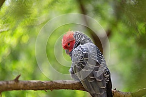 Male Gang Gang cockatoo (Callocephalon fimbriatum)