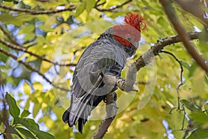 Male Gang Gang Cockatoo