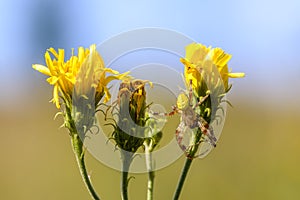 Male garden-spider is masked on a yellow flower