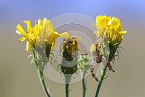 Male garden-spider is masked on a yellow flower