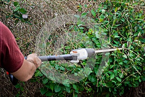 Male garden worker using hedge trimmers to cut branches from overgrown hedge in back yard garden.