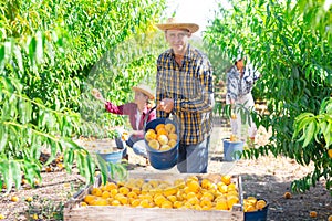 Male gardener bulking peaches into crates