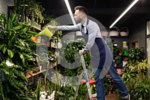 a male gardener in a flower shop standing on a ladder watering flowers on the shelves