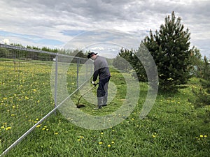 A male gardener mows a petrol trimmer with dandelions