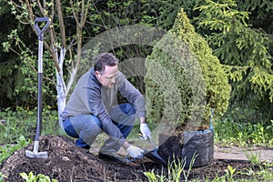 Male gardener prepares young tree for planting. Man cuts and removes the shipping package from the roots spruce sapling