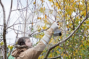 Male gardener prune fruit tree using battery powered pruning secateurs, shears. Pruning electric tools. Farmers prunes branches of