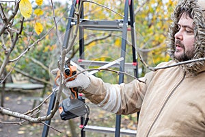 Male gardener prune fruit tree using battery powered pruning secateurs, shears. Pruning electric tools. Farmers prunes branches of