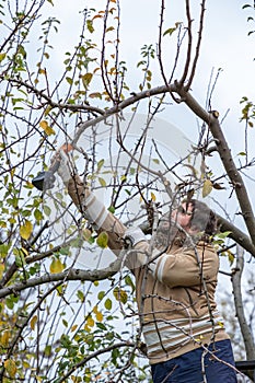 Male gardener prune fruit tree using battery powered pruning shears, secateurs. Pruning electric tools. Farmers prunes and cuts