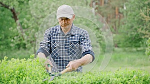 Male gardener pruning decorative bushes with trimming shears in private yard