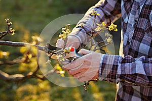 Male gardener pruning a fruit tree