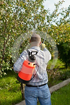 Male gardener spraying trees