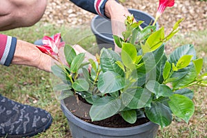 male gardener transplanting mandeville into a large hanging pot, love for plants