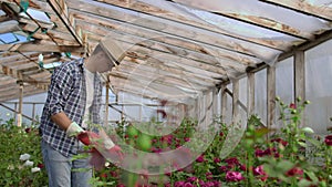 A male gardener is walking through a greenhouse with gloves looking and controlling the roses grown for his small