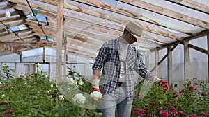 A male gardener is walking through a greenhouse with gloves looking and controlling the roses grown for his small
