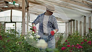 A male gardener is walking through a greenhouse with gloves looking and controlling the roses grown for his small