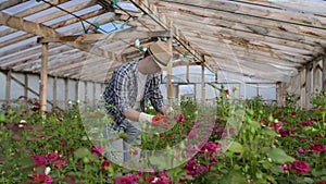 A male gardener is walking through a greenhouse with gloves looking and controlling the roses grown for his small