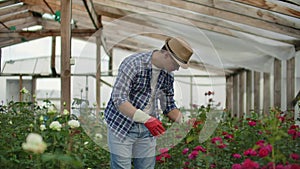 A male gardener is walking through a greenhouse with gloves looking and controlling the roses grown for his small