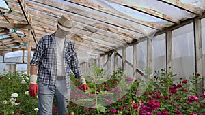 A male gardener is walking through a greenhouse with gloves looking and controlling the roses grown for his small