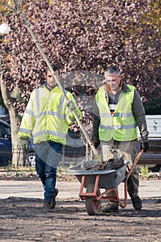 Male gardeners transporting a young tree to place of planting with wheelbarrow in public park or city square. Persons are going to